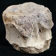 Edmontosaurus Tail Vertebrae Centrum #9883-3